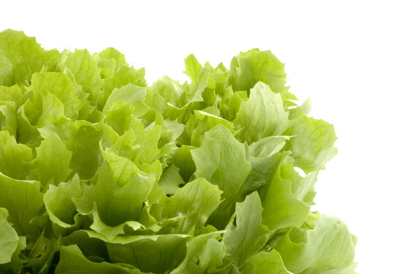 lettuce